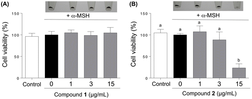 Figure 6. Cytotoxicity of compounds 1 (A) and 2 (B) towards the B16 melanoma cells. The B16 cells were treated for 72 h with varying concentrations of 1 and 2 in the presence of α-MSH, and the number of viable cells was counted with a TC20 cell counter. Data are expressed as mean ± SD (n = 3). Different letters indicate statistical differences (p < 0.05, Tukey’s multiple comparison test). The photographs of harvested cells are shown as insets.