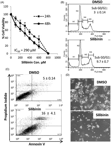 Figure 2. Anticancer effects of silibinin in MDA-MB-435/DOX cells. (A) The dose-response cure for the growth inhibitory effects of silibinin assessed by MTT. (B) Cell cycle analysis by PI staining and flow cytometry. (C) Analysis of apoptosis by AnnexinV/PI assay. (D) Morphological alterations in MDA-MB-435/DOX cells at 48 h post incubation with silibinin at concentration of 290 μM (40x magnification).