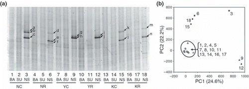 Figure 1 Bacterial community structures assessed by denaturing gradient gel electrophoresis (DGGE) analysis. (a) The DGGE banding profiles of the six soil samples and three treatments. Lanes 1–3, soil sample collected from the continuous rice field from Niigata (NC); lanes 4–6, soil sample collected from the rice–soybean rotation field from Niigata (NR); lanes 7–9, soil sample collected from the continuous rice field from Yamagata (YC); lanes 10–12, soil sample collected from the rice–soybean rotation field from Yamagata (YR); lanes 13–15, soil sample collected from the continuous rice field from Kumamoto (KC); lanes 16–18, soil sample collected from the rice–soybean rotation field from Kumamoto (KR); BA, samples without incubation; SU, samples incubated with added succinate; NS, samples incubated with added nitrate and succinate. (b) Principal component analysis (PCA) plot based on the DGGE profile. The normalized location and intensity of each DGGE band were used in the PCA analysis. The numbers in the plot correspond to the lane numbers in (a). The numbers in parentheses are the percentages of variation explained by each component.