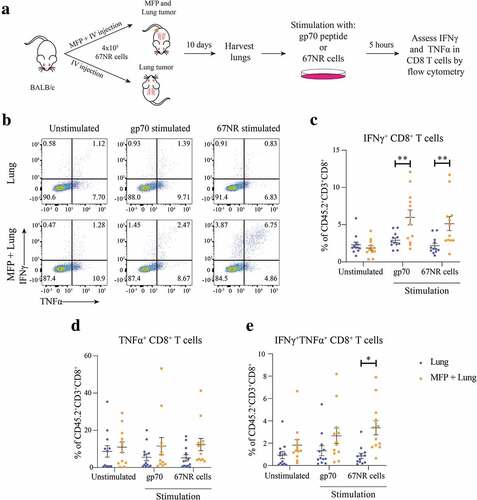 Figure 4. Lungs of mice with concomitant MFP and lung tumors have increased frequencies of tumor reactive CD8+ T cells. (a) Experimental overview. BALB/c mice were injected with 4 × 105 67NR cells in the MFP and IV (MFP + Lung) or IV only (Lung). Lungs were harvested 10 days after tumor injection, processed into single-cell suspension and stimulated in the presence of GolgiPlug and GolgiStop with 10−6 M gp70 peptide, 1 × 105 67NR tumor cells or unstimulated as a negative control. (b–e) Representative plots and frequencies of CD8+ T cells expressing IFNγ, TNFα or both cytokines assessed by flow cytometry from samples as described in (a). Data points represent individual mice from 2 independent experiments with mean ± SEM (n = 6 mice per group, per experiment). Unpaired t-test. *P < .05; **P ≤ 0.01.