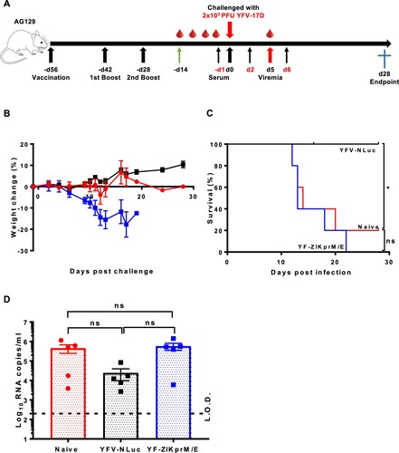 Figure 4. Adoptive serum transfer from YF-ZIKprM/E vaccinated mice fails to protect against YFV-17D challenge in AG129 mice. (A) Schematic presentation of adoptive serum transfer in AG129 mice. Mice were either sham-vaccinated (n = 5) or vaccinated with either 1 × 104 PFU of Nanoluciferase expressing YFV-17D (YFV-17D-NLuc) (n = 5) or YF-ZIKprM/E (n = 5) boosted twice with the same doses. Respective sera were collected and pooled and 300 µl of each serum pool injected three times (day −1, 2 and 6) i.p. into 6-weeks old AG129 mice (n = 5 per group) prior to i.p. challenge with 2 × 103 PFU of YFV-17D and a 28 days follow-up. Weight change (B) and survival (C) of AG129 mice that received sera from sham-vaccinated (naive, red circles), YFV-17D-NLuc-vaccinated (black squares) or YF-ZIKprM/E-vaccinated (blue squares). (D) Viremia was quantified by qRT-PCR (5 days post challenge) in mice that received sera from naive (red circles, n = 5), YFV-17D-NLuc (black squares, n = 5) and YF-ZIKprM/E (blue squares, n = 5). Each data point represents a single mouse. Log-rank (Mantel-Cox) test was used to measure statistical differences in survival rates between different groups. Data present mean values with error bars indicating SEM. To compare viremia between groups, two-way ANOVA with Bonferroni correction was used and P-values < 0.05 were considered statistically significant. *P < 0.05. ns = not significant. Dotted line denotes the limit of detection (L.O.D.) of the assay.