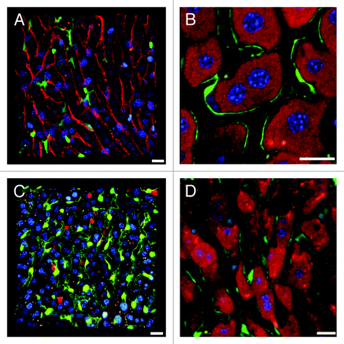 Figure 3. Novel complementary approaches for visualization of the sinusoidal microvasculature. (A) In this 3D reconstruction of a lysM-EGFP mouse liver z-stack, the sinusoidal microvasculature is labeled with anti-CD31 Alexa Fluor 647 (red). Myelomonocytic cells in this reporter mouse fluoresce green and nuclei are blue (Hoechst). (B) Z-slice of a Tie2-GFP mouse liver with fluorescent endothelia (green). Hepatocytes are red (MitoTracker), CD8+ T cells were labeled with anti-mouse CD8a-PE (green outline) and nuclei are blue (Hoechst). See Vid. S8 for complete z-stack. (C) 3D projection of a liver z-stack showing anti-CD8a-PE labeled CD8+ T cells (red circles) patrolling the sinusoidal endothelium (green). Nuclei are blue (Hoechst).(D) Z-slice showing red hepatocyte plates (MitoTracker) lined with green fluorescent sinusoidal endothelia. Nuclei are blue (Hoechst). Scale bars 20 μm.