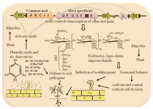 Figure 2 Diagrammatic representation of phenolic compounds signal exchange between the legumes and rhizobia during nodulation. Plant signal activates the nodD product that controls the transcription of other nod genes—in the same way as is it occurs for phenolic acids? The nod boxes are highlighted with black boxes in the organization of nod gene cluster of Rhizobia and the arrows with different nod gene indicate the direction of transcription.