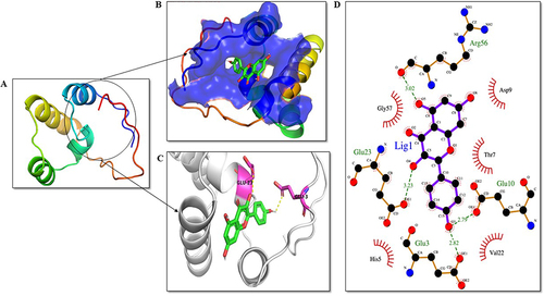 Figure 9 Analysis of bZIP domain of Nrf2 protein and ligand interaction. KP is highlighted in green as a stick representation. (A) Three-dimensional structure of the bZIP domain of Nrf2. (B) The active site of the Nrf2 protein is shown in blue color. (C) Residues of the ligand interacting with the protein are shown in pink color. (D) The two-dimensional plot of the molecular interactions taking place between protein-ligand complex where hydrogen bond interactions are shown in green dotted lines and hydrophobic residues are shown in red.