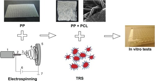 Figure 1 Methodology of the scaffold fabrication. Poly-ε-caprolactone (PCL) nanofibers were prepared by an electrospinning method. Electrospun nanofibers were deposited on a polypropylene (PP) surgical mesh, which was attached to the grounded collecting electrode from each side. PP covered with PCL nanofibers was cut into round patches of 6 mm in diameter, sterilized, and immersed in thrombocytes-rich solution (TRS) for 2 hours. The nonadhered thrombocytes were removed by rinsing twice in phosphate-buffered saline. The composite scaffolds were placed in a new well, seeded with 3T3 fibroblasts and tested in vitro.Notes: (1) Syringe and metering pump, (2) needle serving as the electrode, (3) stable part of the jet, (4) whipping/coiling zone, (5) collector covered with PP, (6) ground, and (7) high-voltage supply.