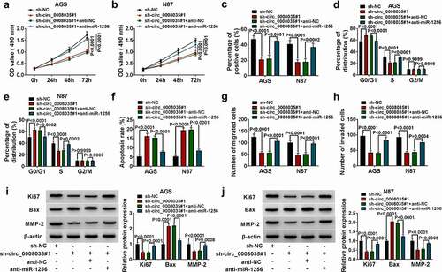 Figure 4. The effect of sh-circ_0008035#1 on cell behavior was eliminated by miR-1256 inhibitor in GC cells. (a, b) MTT was used to detect cell viability. (c) Cell proliferation was measured by EdU assay. (d, e) The cell cycle was detected by flow cytometry. (f) The cell apoptosis was detected by flow cytometry. (g, h) Transwell was performed to measure the cell migration and invasion. (i, j) Western blot was utilized to measure the expression of relative proteins.