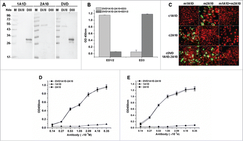 Figure 2. Bispecific binding capacity of DVD-1A1D-2A10. (A) Western blot analysis of DVD-1A1D-2A10. 1A1D and 2A10 bind DIII and DI/II, respectively; DVD-Ig binds both D I/II and D III. (B) A competition ELISA was used to confirm DVD-1A1D-2A10 binding D I/II and D III simultaneously. (C) Bispecific binding to virus. BHK21 cells were infected with DENV2-43. Three to 5 days after infection, cells were fixed and analyzed by indirect immunofluorescence analysis. First, cells were blocked by murine antibodies (m1A1D, m2A10 and m1A1D+m2A10, respectively). Then, these cells were incubated with corresponding chimeric antibodies (c1A1D, c2A10 and cDVD-1A1D-2A10) and tested by fluorescein isothiocyanate (FITC)–conjugated anti-human IgG. Green means that chimeric antibody could bind to E proteins on the virus surface. Red represent negative cells. (D and E). Binding activity of DVD-1A1D-2A10 compared to parental antibodies. Increasing concentrations of DVD-1A1D-2A10, 1A1D, and 2A10 were added to 96-well plates coated with DI/II (D) or DIII (E). DVD-1A1D-2A10 retained equal binding activity of 1A1D and 2A10, respectively.