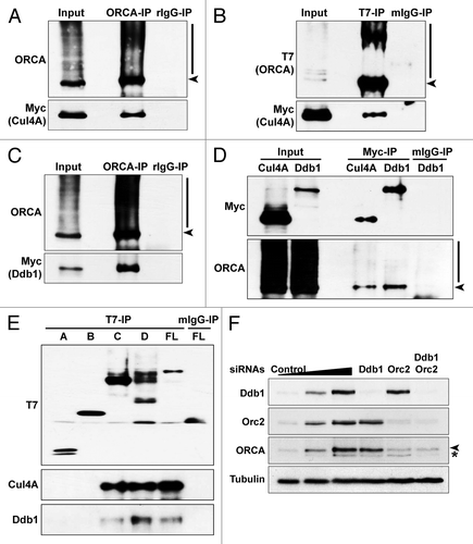 Figure 7. ORCA is associated with Cul4A-Ddb1 E3 ligase. (A) ORCA immunoprecipitation in T7-ORCA and Myc-Cul4A transfected cells followed by immunoblots with ORCA and Myc. Rabbit IgG serves as the control. (B) T7 immunoprecipitation in cells transfected with T7-ORCA and Myc-Cul4A followed by immunoblots with T7 and Myc. Note that ORCA associates with Cul4A. Mouse IgG serves as the control. (C) ORCA immunoprecipitation in cells transfected with T7-ORCA and Myc-Ddb1 followed by immunoblots with ORCA and Myc. Rabbit IgG serves as the control. (D) Myc immunoprecipitations in cells transfected with T7-ORCA and Myc-Cul4A or Myc-Ddb1 followed by immunoblots with Myc and ORCA. Mouse IgG serves as the control. (E) Immunoprecipitations in cells expressing various T7-ORCA mutants and Myc-Cul4A were performed using the T7 antibody, and Cul4A and the endogenous Ddb1 were analyzed by immunoblots. Note that only the WD-containing constructs interact with Cul4A-Ddb1. (F) Depletion of Ddb1 or in combination with Orc2 followed by immunoblot analysis of ORCA.