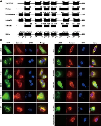 Figure 6. Membrane association of ZIKV NS2A transmembrane segments. (A) Bioinformatics analysis of ZIKV NS2A for transmembrane segments. ZIKV NS2A sequence was analyzed by bioinformatics programme TOPCONS, Philius, PolyPhobius, SCAMPI, and TMHMM. The compiled transmembrane segments are shown at the bottom. Seven predicted transmembrane segments (pTMS) are presented as thick bars. The amino acid positions of ZIKV NS2A are indicated. (B) Membrane association of individual pTMS. Expression plasmid pXJ-eGFP (without NS2A sequence) and pXJ-smNS2A-eGFP (smNS2A represents different NS2A segments) were transfected into Vero cell by using X-tremeGENE 9 DNA transfection reagent (Roche). For each plasmid construct, the NS2A segment is indicated by amino acid positions. At 24 h p.t., IFA was performed to monitor eGFP expression. ER and nuclei were stained with anti-Calnexin antibody and DAPI, respectively. The merged images are shown on the right panels.