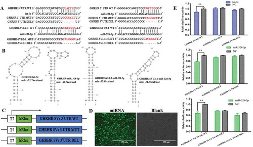 Figure 4. Confirmation of the target transcripts for let-7e and miR-328-5p. (A) The seed regions of let-7e or miR-328-5p and the seed-recognizing sites in the 3ʹUTR (WT, MT and DEL) of the potential target transcripts and the seed-recognizing sites were marked in red. (B) Predicted secondary structure and minimum free energy of let-7e or miR-328-5p for binding to the 3ʹUTR of the potential target transcripts generated by mfold and RNAHybrid. (C) Schematic of inserted GHRHR SVs 3´UTR sequences into the psiCHECKTM-2 vector. (D) Detection of the transfection efficiency of miRNAs in HEK-293T cells by fluorescence microscopy. (E) Relative luciferase activities detection after the HEK-293T cells were cotransfected with constructed psiCHECKTM-2 plasmids and let-7e/miR-328-5p mimics or negative control (NC). ** p < 0.01