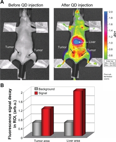 Figure 9 (A) Fluorescent imaging of tumor by angiogenesis in the anesthetized mouse injected intravenously with PEG1100-grafted multimodal QD655 (1.6 nmol/kg bodyweight, single dose). Dashed lines indicate liver area and tumor area (including angiogenic network). The images were obtained 15 minutes after injection using an IVIS® imaging system, with excitation at 450 ± 30 nm and emission at 650 nm (DsRed filter). The images were obtained on day 10 after inoculation (1 × 105 cells in 10 μL). (B) Fluorescence intensity in tumor area, liver area, and other parts of the body (background fluorescence) after intravenous injection of PEG1100-grafted multimodal QD655 (1.6 nmol/kg bodyweight, single dose). Data were calculated from the images in A.Abbreviations: QD, quantum dot; PEG, polyethylene glycol.