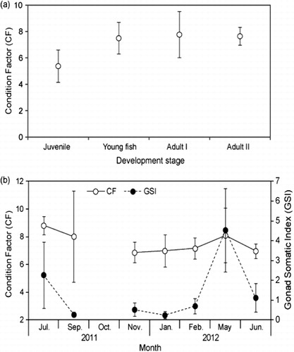 Figure 2. Variation in the average condition factor (CF) and gonad somatic index (GSI): (a) size-based CF, (b) monthly CF and GSI for anchovy (E. japonicus) adults, 9–11 cm FL.