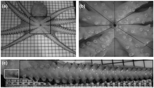 Figure 2. General sucker arrangement in 2r-octopus. (a) Ventral view of the sucker arrangement in O. vulgaris (an example of 2r-octopus). The grid that appears in the image represents 1 cm. (b) Enlargement of suckers around the beak (black box in (a)) and the subdivision of these suckers for a single arm. (c) Detail of sucker distribution in a single arm. The white box highlights single-suckers, and the black box highlights paired-suckers (beyond the frame of the picture, the paired-suckers extend for the entire length of the arm to the arm tip).
