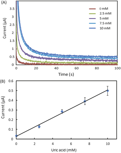 Figure 5. (A) Chronoamperometric curves and (B) the calibration plot for measurement of uric acid in AU. The solid line represents a linear fit to experimental data with regression equation: y = 0.048x + 0.029 (R2 = 0.994, n = 5).