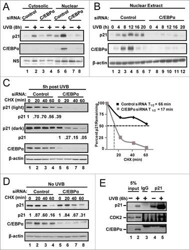 Figure 2. C/EBPα regulates nuclear p21 protein stability following UVB-induced DNA damage. (A) Immunoblot analysis of cytosolic and nuclear fractions prepared from siRNA treated Balb/MK2 keratinocytes collected 8 h post 5 mJ/cm2 UVB. (B) Immunoblot analysis of nuclear fractions prepared from siRNA treated Balb/MK2 collected at the indicated times post UVB. (C) Immunoblot analysis of p21 and C/EBPα in UVB and CHX treated nuclear extracts. Five h post 5 mJ/cm2 UVB cells were treated with 40 μg/mL CHX (t = 0) and collected at the indicated times. Values below the p21 image represent the fraction of p21 remaining at that time point as measure by densitometry normalized to β-actin. Values are also plotted to the right. (D) Immunoblot analysis of p21 and C/EBPα in CHX treated nuclear extracts. C/EBPα or control siRNA cells were treated with CHX. Values below the p21 image represent the fraction of p21 remaining at that time point as measure by densitometry normalized to β-actin. (E) Immunoblot analysis of p21 co-IP from nuclear extracts 6 h post 5 mJ/cm2 UVB.