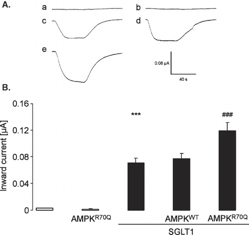 Figure 1.  Coexpression of γR70QAMPK stimulated electrogenic glucose transport in SGLT1-expressing Xenopus oocytes. (A) Representative original tracings showing glucose (10 mM)-induced current (Ig) in Xenopus oocytes injected with water (a), expressing SGLT1 without (c) or with (d) additional coexpression of wild type AMPK (AMPKα1 + AMPKβ1 + AMPKγ1) or with constitutively-active γR70QAMPK (e), or expressing γR70QAMPK alone (b). (B) Arithmetic means ± SEM (n = 6–33) of glucose (10 mM)-induced current (Ig) in Xenopus oocytes injected with water (1st bar), expressing SGLT1 without (3rd bar) or with (4th bar) additional coexpression of wild type AMPK (AMPKα1+AMPKβ1+AMPKγ1) or with constitutively-active γR70QAMPK (5th bar; AMPKα1+AMPKβ1+γR70QAMPKγ1), or expressing γR70QAMPK alone (2nd bar). ***p < 0.001 indicates statistically significant difference from the absence of SGLT1. ###p < 0.001 indicates statistically significant difference from the absence of γR70QAMPK.