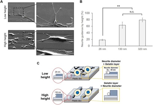 Figure 9 Control of neurite direction by the immobilized height. (A) Observation of the cellular response to different heights by SEM analysis. The micropatterned surface was prepared by a narrow linear pattern using a photomask (10 μm: 15 μm). Scale bar: 10 μm. NGF at 3.5 pmol was added in each well. (B) Comparison of neurite guidance by height. Neurite guidance was estimated on gelatin-immobilized substrates with different heights and soluble NGF. The height between the first and second gelatin layers was adjusted by different concentrations of gelatin. NGF at 3.5 pmol was added in each well. (C) Schematic illustration for neurite formation by the relationship between the neurite diameter and immobilized height. Data are presented as the mean ± SD, n=3. N.S., no significant difference, **P<0.01; significant difference.
