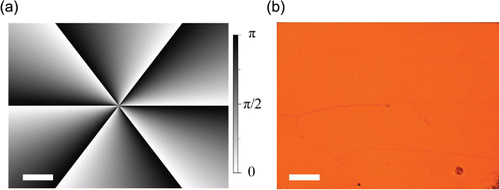 Figure 2. (a) Helix phase distribution for the device with topological charge ℓ = 6. (b) Polarised optical microscope image of the sample. Scale bar: 200 μm.