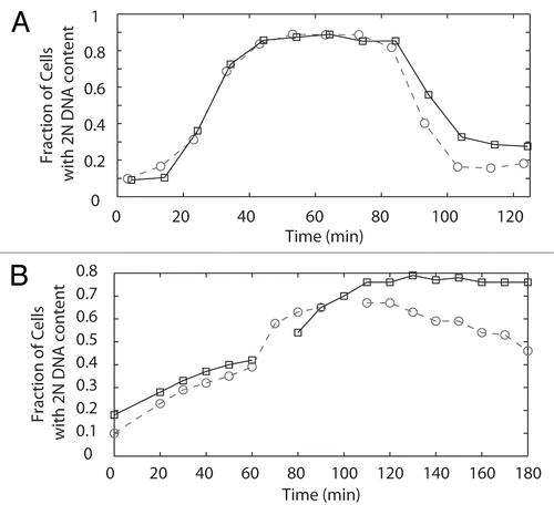 Figure 5 (A) Flow cytometry of DAM1-765 cells reveals a slight cell cycle delay. Cells were synchronized with alpha factor, released at 30°C and re-arrested with alpha factor in the following G1. Samples were fixed for flow cytometry every 10 minutes. The fraction of cells with a 2N DNA content at each time point was determined as described in Materials and Methods. The graph represents the average of two experiments, with the strains aligned according to when 50% of the cells reached a 2N DNA content. Wild-type, dashed line, circles (MSY216-1A); DAM1-765, solid line, squares (MSY165-19B). (B) DAM1-765 cells delay in response to lack of tension caused by mcd1-1 and the delay is Ipl1-dependent. Cells were synchronized at 25°C with alpha factor, released at 37°C and re-arrested with alpha factor in the following G1. Samples were fixed for flow cytometry every 10 minutes. DAM1-765 mcd1-1, solid line, squares (MSY289-32D), DAM1-765 mcd1-1 ipl1-321 dashed line, circles (MSY312-12B).