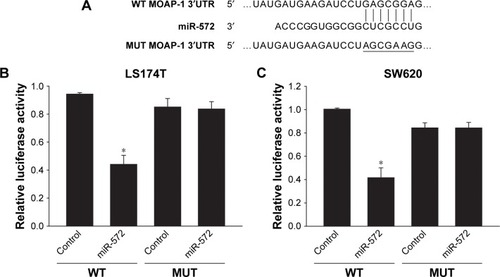 Figure 5 miR-572 inhibited MOAP-1 expression.