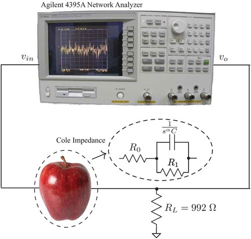 Figure 2. Experimental test setup to collect magnitude response using Agilent 4395A network analyzer when an apple is used as a component in a simple filter circuit.