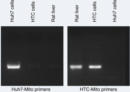 Figure S3 Primer specificity for mitochondrial DNA by amplification.Notes: Primers were designed using Primer3 and Primer-BLAST to amplify Huh7 mitochondrial DNA or HTC and rat liver mitochondrial DNA specifically. Huh7 and HTC cell mitochondrial DNA and rat liver-cell DNA were used to determine the specificity of primers. PCR-amplified products on gels showed that Huh7 mitochondrial primers and HTC mitochondrial primers specifically amplified only Huh7 mitochondrial DNA and HTC (rat) mitochondrial DNA, respectively.Abbreviation: PCR, polymerase chain reaction.