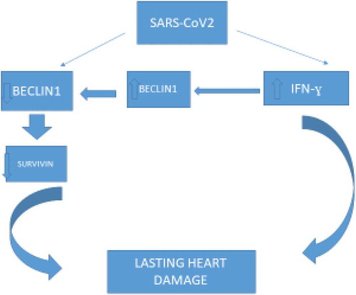 Figure 1. Covid-19 myocarditis and lasting heart damage: the hijacking of the Beclin-1-Survivin signaling axis?