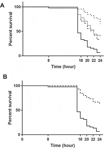 Figure 1. Survival of G. mellonella inoculated with WT, ΔrnjB, Δrnc, Δrny or ΔcshA, E. faecalis strains. Larvae were inoculated with 2 × 108 CFU of bacteria grown in BHI at 37°C. Survival was monitored between 8 and 24 h post-infection at 37°C using 15 larvae per strain. (A) WT (black line), ΔrnjB (grey line), Δrnc (dashed line), Δrny (dotted line), (B) WT (black line), ΔcshA (dashed line). The assays were performed in triplicates, and log-rank tests were used to evaluate results significance (p < 0.0001).