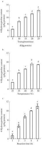 Figure 1. Impacts of TGase addition (a), reaction temperature (b) and reaction time (c) on 4-Hyp content of the generated caseinate-hydrolyzed gelatin composites. Different lowercase letters on the columns indicate that one-way ANOVA of the mean values is different significantly (p < 0.05).Figura 1. Impacto de los compuestos gelatinosos hidrolizados con caseína al agregar transglutaminasa en el contenido de 4-hidroxyprolina (a), notándose su temperatura de reacción (b) y el tiempo de reacción (c). Las distintas letras minúsculas en las columnas indican que un anova unidireccional de los valores medios es significativamente diferente (p < 0,05).