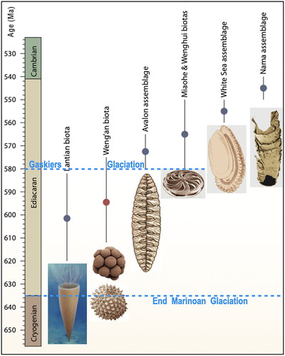 Figure 1. Time ranges of the various Ediacaran assemblages of micro- and macro-biotas (from Xiao et al., Citation2014).