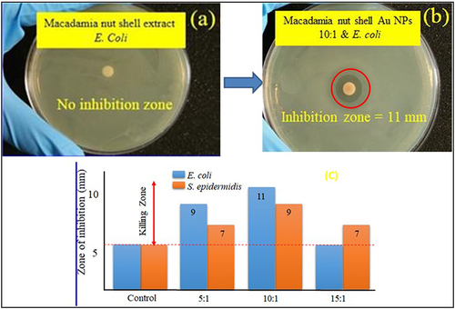 Figure 4 A representative petri dish sample of sterile disc and plant extract alone (a), Escherichia coli subjected to 10:1 reaction mixture mediated green synthesized Au NPs (b), and (c) indicative outcomes for the antibacterial assessment (The zone of inhibition was increased 2X).