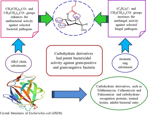 Figure 13. Structure—activity relationship study of the synthesized MDMP derivatives.