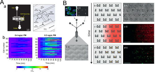 Figure 4. Selected microfluidic techniques for analysis of single‐cell response (A) A microfluidic cell trap array that is applied to measure single‐cell ROS response from PM exposure. (a) Design of the microfluidic cell trap array. Adapted from He et al. (Citation2019). Copyright (2019) The American Association of Immunologist, Inc. (b) Representative heatmaps of single‐cell traces of ROS response induced by two different PM extracts. Adapted from Liu, Whitley et al. (Citation2020). Copyright (2020) American Chemical Society. (B) Schematic diagram of the microfluidic cell trap array for real‐time monitoring of nanoparticles uptake. (a) A sequential injection of cells and nanoparticles into the microfluidic cell trap array. (b, c, d) Temporal aspects of the protocol: cell trapping, nanoparticles delivery, and antigen processing. Reproduced from Cunha-Matos et al. (Citation2016) with permission from The Royal Society of Chemistry.