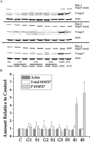 Figure 4. Analysis of HSP27 phosphorylation detected by Western blotting. (a) E.A. Hy296 cells were either heat shocked or exposed to GSM modulated RF radiation as described in the text. Total HSP27, phosphorylated HSP27 and actin were detected in whole cell extracts by Western blotting. Western blots from three experiments are shown. (b) Actin, total HSP27 and phosphorylated HSP27 were quantified, averaged and normalized to their control values. The normalized, average values ± SD are plotted as follows: Control = C; GSM for 1, 2 & 5 h = G1, G2 & G5, respectively; Sham for 1, 2 & 5 h = S1, S2 & S5, respectively; 41°C for 2 h = 41; and 45°C for 30 min = 45.
