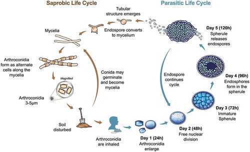 Figure 1. Life cycle of Coccidioides spp. During the saprobic phase (left) the organism grows as mycelia, which mature into arthroconidia. These asexual conidia can be inhaled by a susceptible host. If this occurs, the fungus undergoes a morphological shift to form a spherule (right). The spherule structure matures to contain endospores, which can potentially disseminate to other body sites in the host including skin, bones, or central nervous system.