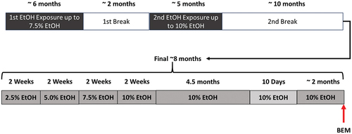 Figure 1. Timeline of drinking. Over the course of approximately two and a half years, the pigs went for months-long stretches of time drinking to intoxication. The breaks were due to construction, hoof trimming and COVID-19 mandated working from home when only the LARC staff were allowed to complete basic care and no animal experimentation was allowed.