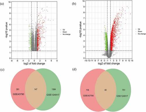 Figure 3. Volcano maps of the distributions of all DEGs in (a) GSE43790 and (b) GSE124917. Red, green, and gray colors respectively represent up-regulated genes, down-regulated genes, and genes with no difference in expression. Venn diagrams showing (c) 147 up-regulated DEGs and (d) 40 down-regulated genes common to both GSE43790 and GSE124917
