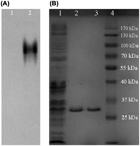 Fig. 1. Polyacrylamide gel electrophoresis.Notes: (A) Staining for LDH activity after native PAGE. Lane 1: crude extracts of E. coli transformed with pET32a; lane 2: crude extracts of E. coli transformed with pET32-pika-LDH-C. (B) Coomassie brilliant blue staining after SDS-PAGE. Lane 1: crude extracts of E. coli transformed with pET32-pika-LDH-C; lane 2: affinity chromatography eluate; lane 3: ion-exchange chromatography eluate; lane M: protein molecular weight standards.