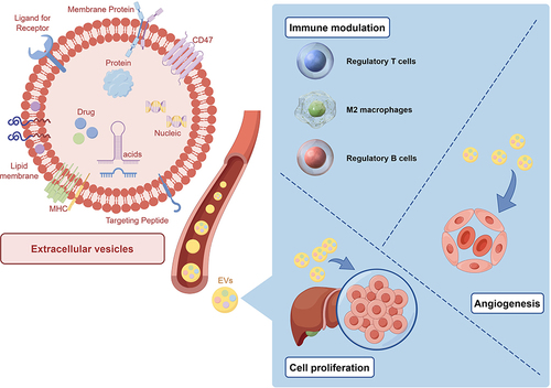 Figure 1 Functions of MSC-EVs. MSC-EVs can transport a variety of bioactive substances, promote cell growth and the formation of new blood vessels, and control the activity and role of immune cells. In addition, MSC-EV, as a natural nanoparticle, has potential applications in drug delivery.