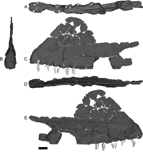 FIGURE 2. Ferrodraco lentoni holotype skull AODF 876 from the Winton Formation of Queensland, Australia. Some adherent ironstone matrix has been digitally removed. Three-dimensional surface renders of the premaxilla–maxilla in A, ventral; B, anterior; C, left lateral; D, dorsal; and E, right lateral views. All 3D renders by M.A.W. Scale bar equals 20 mm.