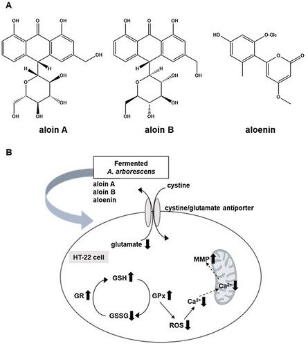 Figure 6. (A) Chemical structures of three active compounds of A. arborescens. (B) Schematic diagram of neuroprtection mechanism of fermented A. arborescens extract (FAE).