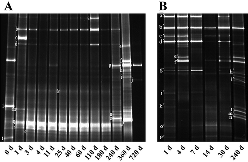 Figure 2. DGGE profiles of fungi community in processes of industrial fermentation processes (a) and traditional fermentation (b). Sample A was collected on day 0, 1, 3, 4, 11, 25, 40, 60, 110, 180, 360, and 720 while B was on day 1, 4, 7, 14, 30, and 240.