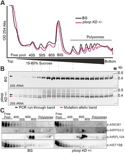 Figure 4. Mutated copies are not incorporated into the translating polysomes. (A) Absorbance profiles at 254 nm of the floral tissues from BG (black) and ploop KD ± (magenta) seedlings plotted with time of detection from top to bottom following sucrose-density gradient centrifugation. (B) The RNA from the corresponding fractions in panel a for both genotypes was purified, reverse transcribed with the 25S rRNA-specific oligo and the PCR products with the mutation-specific forward oligo and 25S-specific reverse oligo resolved by 12% native PAGE gels. The black arrow denotes the PCR-run through product and the magenta arrow indicates the mutated rRNA product. (C) The proteins from the fractions in panel a of both genotypes were resolved on 10% SDS-PAGE and blotted with the indicated antibodies shown on the right-hand side.