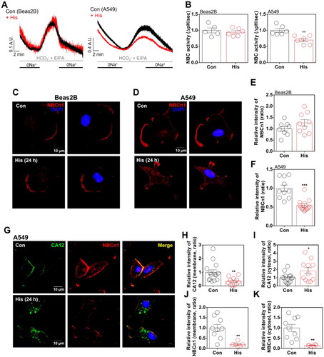 Figure 2. Histamine treatment reduced NBC activity in A549 cells. (A) NBC activity in response to histamine (His) treatment (100 μM) for 24 h in Beas-2B (left panel) and A549 (right panel) cells. (B) The graphs indicate NBC activities of Beas-2B (left panel) and A549(right panel) cells in response to His treatment (100 μM). The bars represent means ± SEM (n = 5 ∼ 6, **p < 0.01). (C, D) Immunofluorescence staining of NBCn1 (red) and DAPI (blue) after His treatment (100 μM, 24 h) in Beas-2B (C) and A549 (D) cells. The scale bar represents 10 μm. (E) The graph indicates the relative intensity of NBCn1 after His treatment (100 μM, 24 h) in Beas-2B cells. The bars represent means ± SEM (n = 8 ∼ 9). (F) The graph indicates relative intensity of NBCn1 after His treatment (100 μM, 24 h) in A549 cells. The bars represent means ± SEM (n = 10 ∼ 13, ***p < 0.001). (G) Immunofluorescence staining of CA12 (green) and NBCn1 (red) after His treatment (100 μM, 24 h) in A549 cells. DAPI (nucleus, blue). (H ∼ K) The graph indicates relative intensity of CA12-membrane fraction (H), CA12-cytosolic fraction (I), NBCn1-membrane fraction (J), and NBCn1-cytosolic fraction (K) after His treatment (100 μM, 24 h) in A549 cells. The bars represent means ± SEM (n = 6 ∼ 14, *p < 0.05, **p < 0.01).