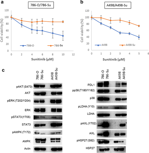 Figure 1. Development of sunitinib-resistant ccRCC cell lines. cell viability assay following sunitinib treatment shows that 786-su (a) and A498-su (b) are resistant to sunitinib compared to naïve cells; (c) immunoblotting for key members of signaling pathways known to be activated following the development of sunitinib resistance.