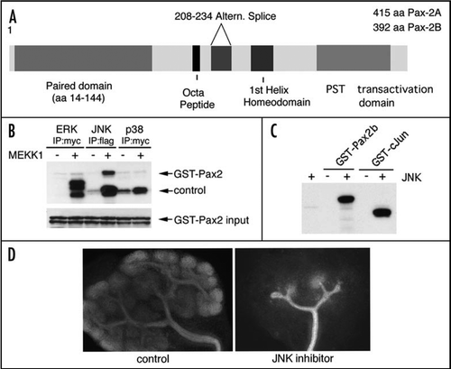 Figure 4 The Pax2 protein is phosphorylated by the c-Jun N-terminal kinase. (A) A schematic of the Pax2 protein showing the critical domains described. The activation domain is required for trans-activation potential in cell culture and contains many proline, serine and threonine residues. (B) The ERK, JNK and p38 kinases were activated in cell culture and used to phosphorylate recombinant GST-Pax2 proteins and control substrates with 32-P. Only the JNK kinase is able to significantly phosphorylate the Pax2 activation domain. (C) The Pax2 activation domain is as good a substrate for recombinant JNK enzyme as the c-Jun protein. (D) Organ cultures derived from E11.5 kidney rudiments and cultured for 48 hours in control media or with 20 µM of the JNK inhibitor SP600125. Cells were stained with antibodies against Pax2, to mark the mesenchyme, and cytokeratins, to mark the branching ureteric buds. Note the lack of condensation of Pax2 positive cells around the ureteric bud tips in the JNK inhibited culture.