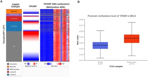 Figure 6 TIPARP DNA methylation status in human breast cancer. (A) The heatmap of TIPARP expression and its DNA methylation status. (B) Higher promoter methylation level of TIPARP was expressed in breast cancer tissues than in normal tissues.