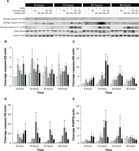 Figure 7 Effects of cordycepin and/or cisplatin on caspase-8, caspase-9, caspase-3, and PARP protein expressions in FaDu cells.