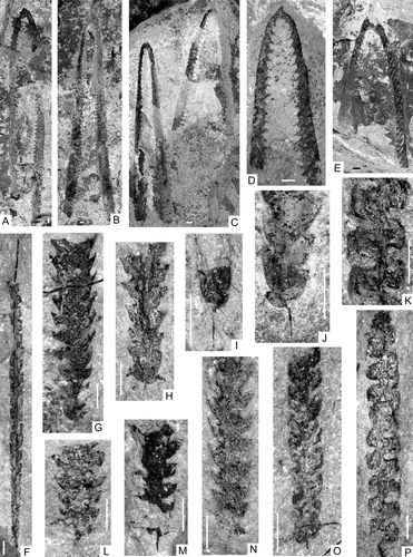 Fig. 7. Darriwilian graptolites from the Shihtien Formation in west Yunnan, China. A–E, Didymograptus murchisoni (Beck), A, NIGP149251 (BPSD-1-2), B, NIGP149252 (BPSD-1-8), C, NIGP149253, 149254 (BPSD-1-10), D, mature specimen with partially developed proximal membrane, NIGP149255 (BSSD-4-40), E, NIGP149256 (BPSD-1-18). F, Proclimacograptus angustatus (Ekström), NIGP149257 (BSSD-4-52). G–H, L–N, Hustedograptus vikarbyensis (Jaanusson), G, NIGP149258 (BSSD-4-3), H, NIGP149259 (BSSD-4-38), L, NIGP149260 (BSSD-4-58), M, NIGP149261 (BPSD-1-19), N, NIGP149262 (BSSD-4-36). I–J, Eoglyptograptus dentatus (Brongniart), I, NIGP149263 (BPSD-1-9), J, NIGP149264 (BSSD-4-21). K, P, Haddingograptus oliveri (Bouček), K, enlargement of P, NIGP149265 (BSSD-1-2). O, Archiclimacograptus angulatus (Bulman), NIGP149266 (BSSD-4-6). All scale bars=1 mm.