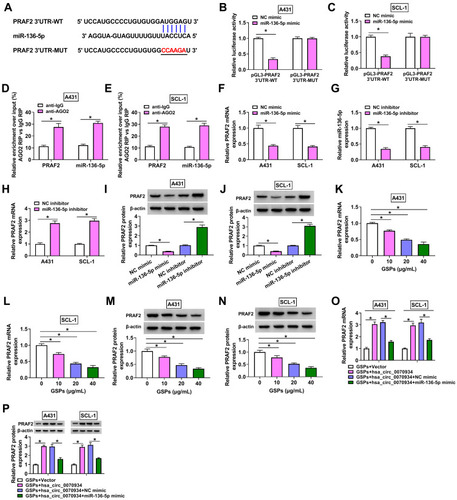 Figure 5 MiR-136-5p directly targeted PRAF2. (A) The binding sites and mutant sites between miR-136-5p and PRAF2 3ʹUTR were shown. The interaction between miR-136-5p and PRAF2 was confirmed using dual-luciferase reporter assay (B and C) and RIP assay (D and E). (F) The mRNA expression of PRAF2 was measured by qRT-PCR in A431 and SCL-1 cells transfected with NC mimic or miR-136-5p mimic. (G and H) After transfecting with NC inhibitor or miR-136-5p inhibitor into A431 and SCL-1 cells, the miR-136-5p expression and PRAF2 mRNA expression were determined using qRT-PCR. (I and J) The protein expression of PRAF2 in A431 and SCL-1 cells transfected with miR-136-5p mimic or inhibitor (or their negative controls) was detected by WB analysis. (K–N) QRT-PCR and WB analysis were used to determine the mRNA and protein expression of PRAF2 in A431 and SCL-1 cells treated with different concentrations of GSPs. (O and P) A431 and SCL-1 cells were transfected with Vector, hsa_circ_0070934, hsa_circ_0070934 + NC mimic or hsa_circ_0070934 + miR-136-5p mimic, and then treated with GSPs. The mRNA and protein expression levels of PRAF2 were assessed using qRT-PCR and WB analysis. *P < 0.05.